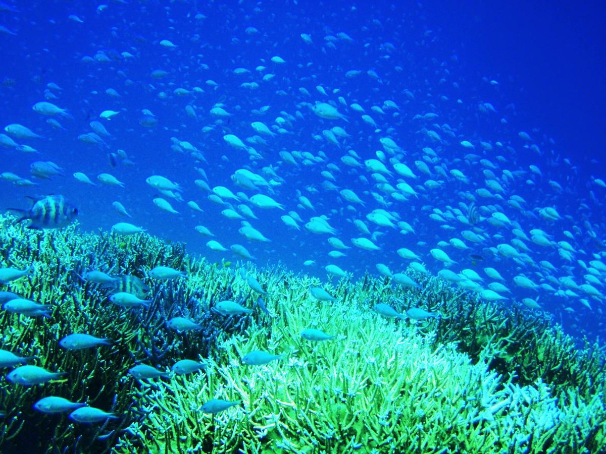 Seven Colors Ishigakijima Hotell Ishigaki  Eksteriør bilde